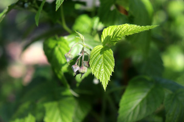 Berry raspberries on a branch in the garden.Rubus idaeus raspberry, also called red raspberry or...