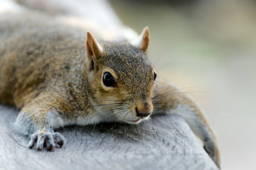 Grauh&ouml;rnchen in Florida