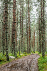 Fototapeta premium A Woodland Track, Mar Lodge, Aberdeenshire, Scotland