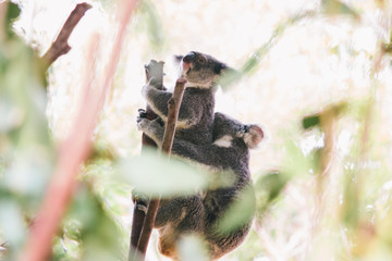 2 male and female koala couple romantic relationship season bonding 