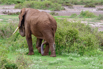 Elefanten im Amboseli Nationalpark  in Kenia