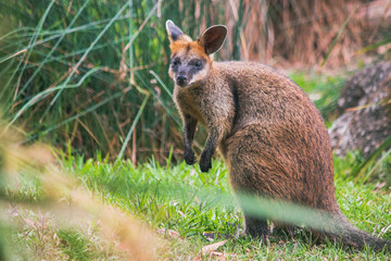 Obraz premium one wallaby standing brown orange dark brown fur and cute eyes, ears and hand Australian domestic animal 