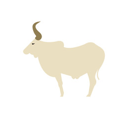 zebu cow on white