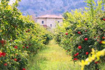 Organic Pomegranate Farm in Mugla, Turkey