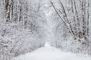 Moscow, Russia - 11 January, 2020: Alley with beautiful trees covered with fresh snow on the sides or the path, branches form arch above head