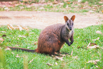 one rock wallaby standing brown orange dark brown fur and cute eyes, ears and hand Australian domestic animal 