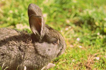 Cute gray little rabbit on green grass on a summer day. Retro style toned