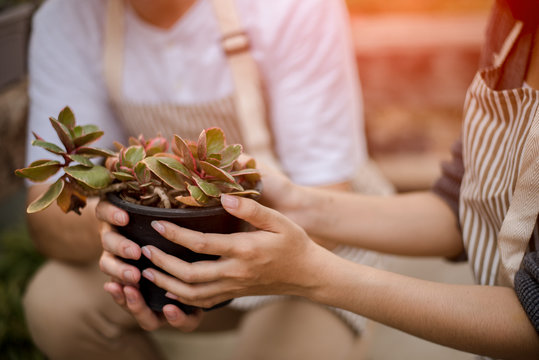 Growing seedlings in the nursery bags Like the hand of a woman and the hand of a young man is about to be planted in fertile soil