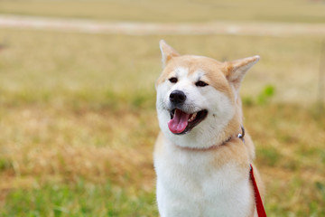 Dog breed Akita Inu