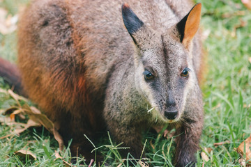 Fototapeta premium a rock wallaby standing brown orange dark brown fur and cute eyes, ears and hand Australian domestic animal bush fire rescued