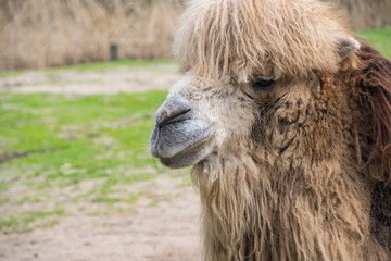 Bactrian camel, Camelus bactrianus is a large, even-toed ungulate native to the steppes of Central Asia.