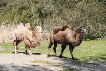 Bactrian camels, Camelus bactrianus is a large, even-toed ungulate native to the steppes of Central Asia.