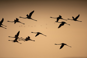 flock of birds in the sky