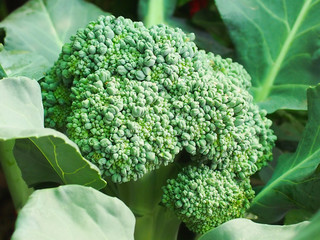 Fresh Broccoli is growing, waiting to be harvested.