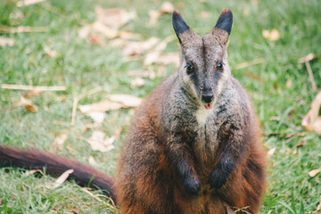 one rock wallaby standing brown orange dark brown fur and cute eyes, ears and hand Australian domestic animal bush fire rescued copy space