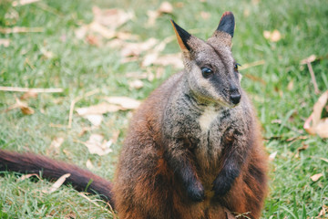 a rock wallaby sitting brown orange dark brown fur and cute eyes, ears and hand Australian domestic animal bush fire rescued