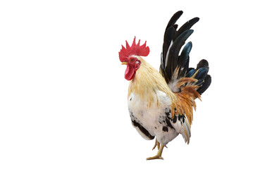 rooster isolated on white background