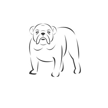 Vector of bulldog on a white background, Animal. Easy editable layered  illustration. symbol. logo. icon