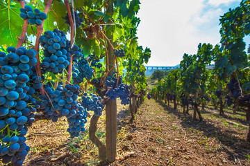 Ripe red wine grapes on vines at Picerno Basilicata Italy - obrazy, fototapety, plakaty
