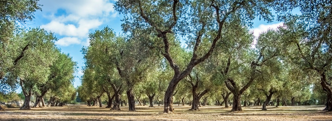 Olive plantation at Torre Sant Andrea Puglia Italy