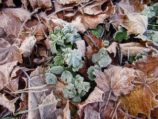 Frosty green leaves and brown fallen maple leaves on ground. 