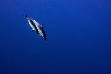 Dolphin 3