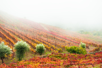 Naklejka na ściany i meble Vineyards in Douro river valley in misty morning, Portugal. Portuguese wine region. Beautiful autumn landscape