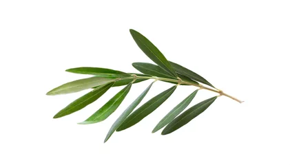 Poster Im Rahmen Fresh olive branch leaves isolated on white background © missty