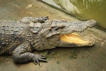 Siamese crocodile (Crocodylus siamensis) on a farm near My Tho, Vietnam. This is an endangered species of medium-sized freshwater crocodiles native to Indonesia.