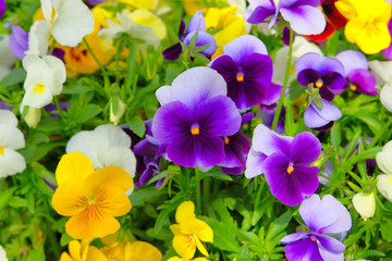 Pansies is blooming in meadow, closeup. Variety spring flowers is growing in garden. Landscaping and decoration in springtime.