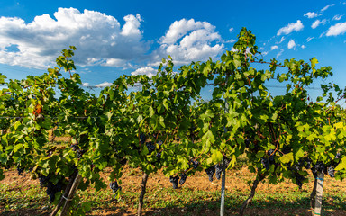 Fototapeta na wymiar blue merlot grapes in vineyard