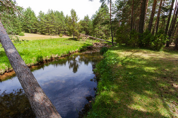 The vegetation in the rivers