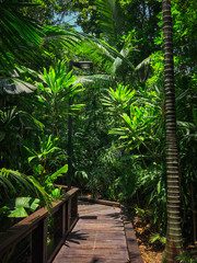 Nice footpath in Australia, Brisbane, South Bank Parkland, Rainforest walk
