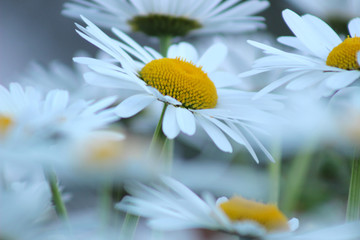 Blooming daisies in the field