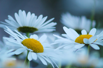 Blooming daisies in the field