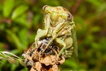 Young cicada just out of the exuvia