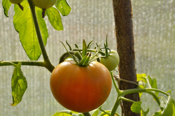 Close-up of ripening tomato on branch.