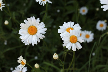 Natural floral background. White daisies, chamomile in the field or garden. Beautiful summer meadow background.