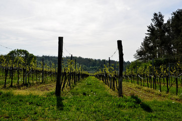 Fototapeta na wymiar vineyard photography in spring at south moravian