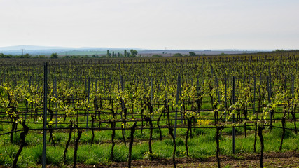 Fototapeta na wymiar vineyard landscape in spring at south moravian