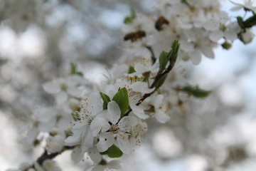 flowers of a tree in spring