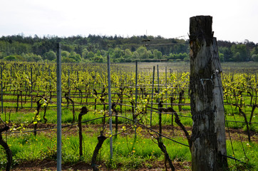 Fototapeta na wymiar vineyard detail in spring at south moravian