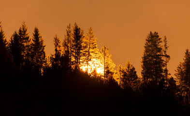 Obraz premium trees in forest with sun in the back. sunset or sunrise background