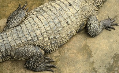 Skin of a Siamese crocodile (Crocodylus siamensis) on a farm near My Tho, Vietnam. This is an...