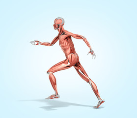 Fototapeta na wymiar medically accurate illustration of a human muscle system run pose 3d rendered on blue gradient