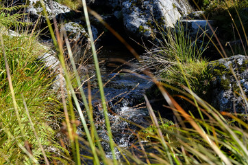 small forrest river through grass view photography