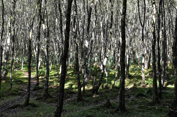 lot of small thin trees in sunny day in nature park