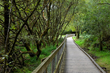 walking route through nature park in Glendalough