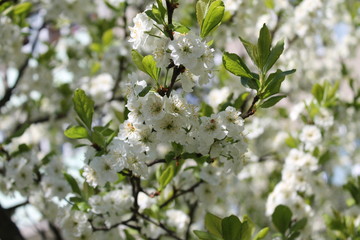 white flowers of apple tree in spring