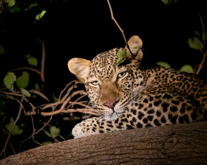 Leopard over the branch at night looking at the camera